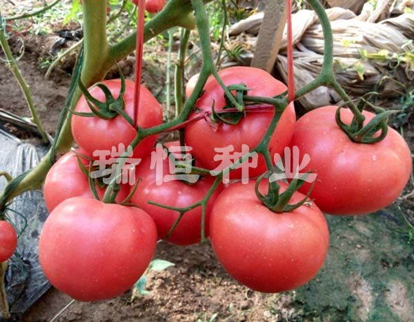 壽光市瑞恒種業(yè)有限公司