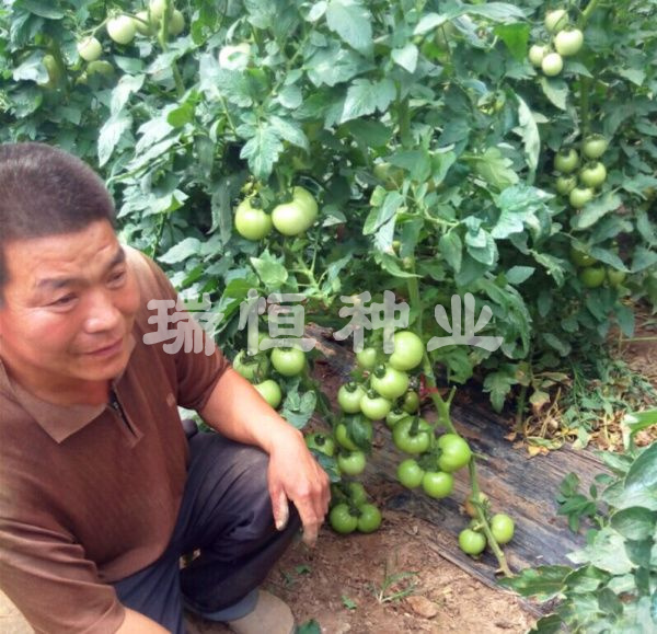壽光市瑞恒種業(yè)有限公司