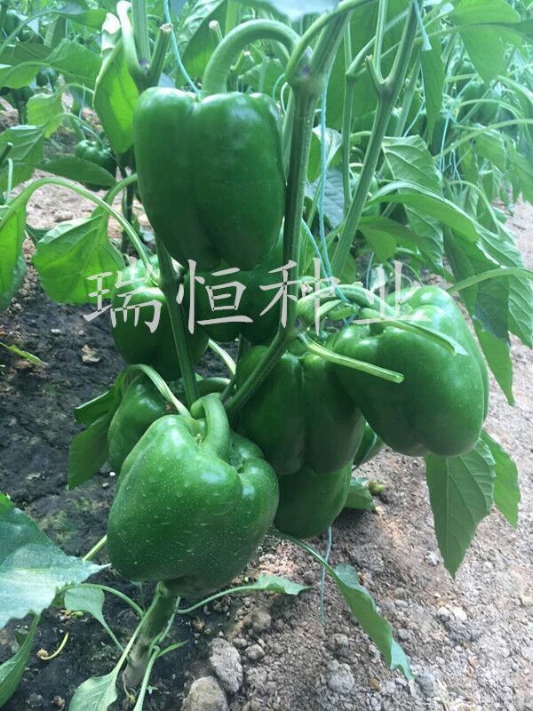 壽光市瑞恒種業(yè)有限公司