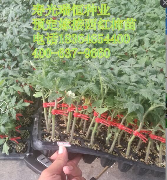 壽光市瑞恒種業(yè)有限公司