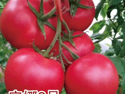 點(diǎn)擊查看詳細(xì)信息<br>標(biāo)題：安娜2號(hào) 閱讀次數(shù)：2700