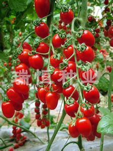 珠丹紅
