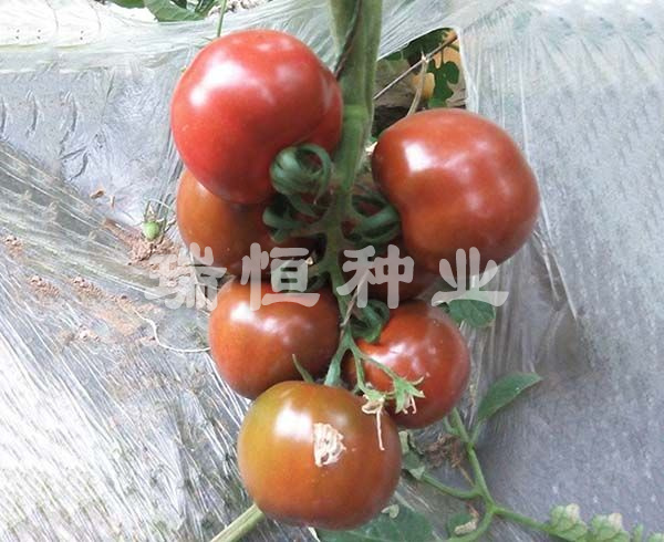 黑圓