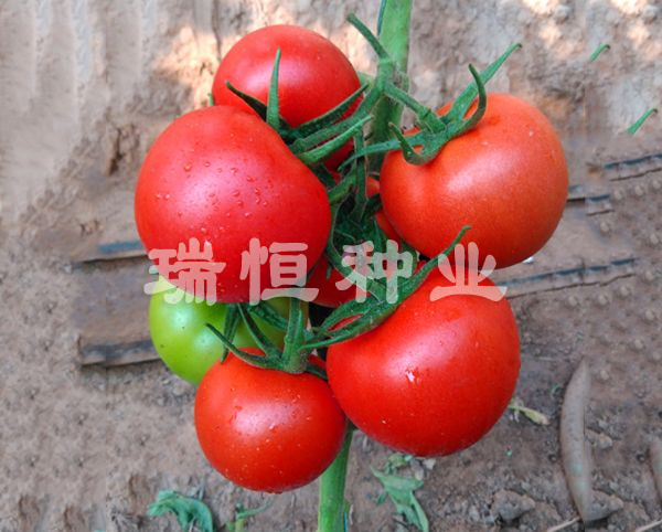 利百威1號