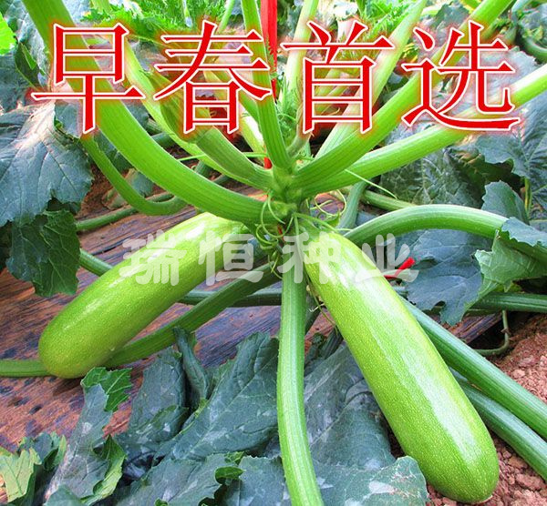 春玉