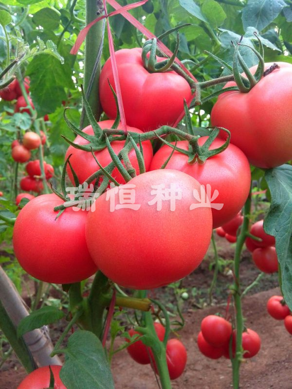 同悅160