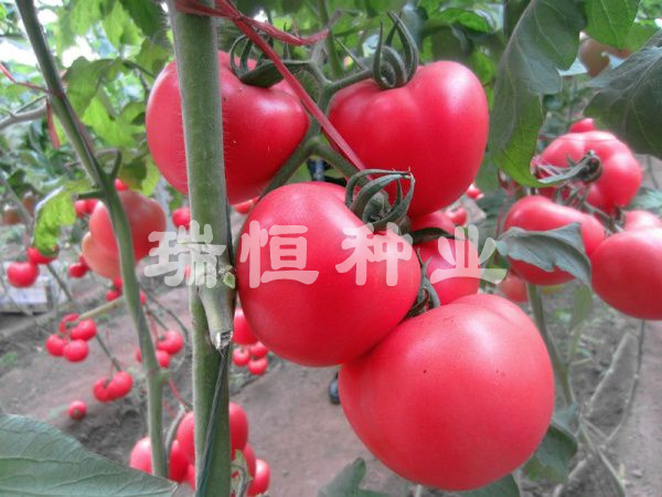 冬悅