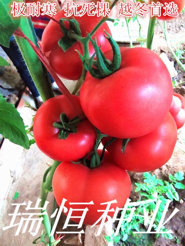 瑞恒118