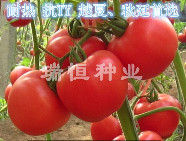 瑞恒112
