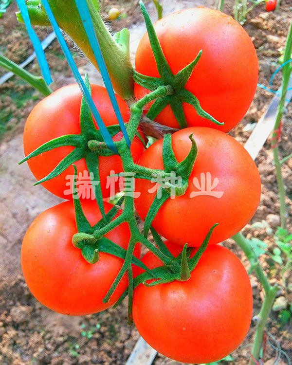 紅鉆