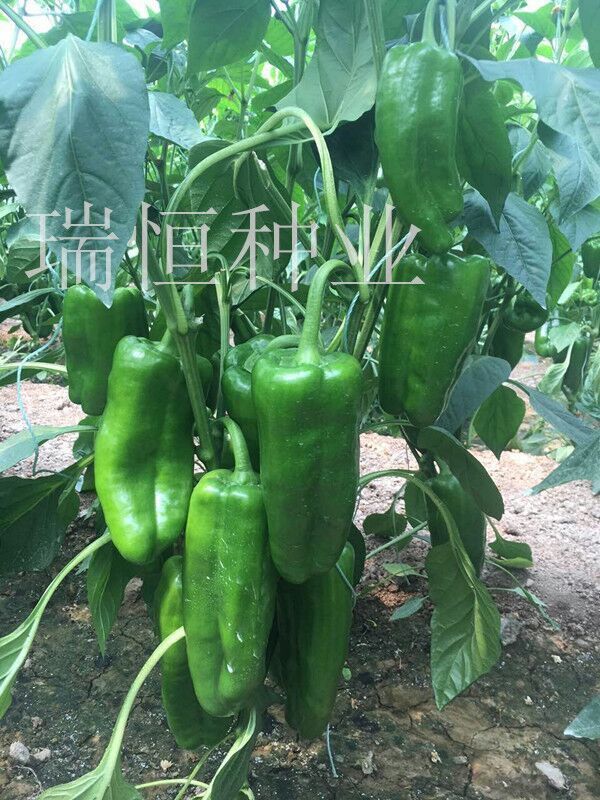 好利來(lái)