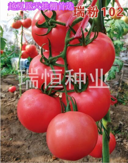 瑞粉102
