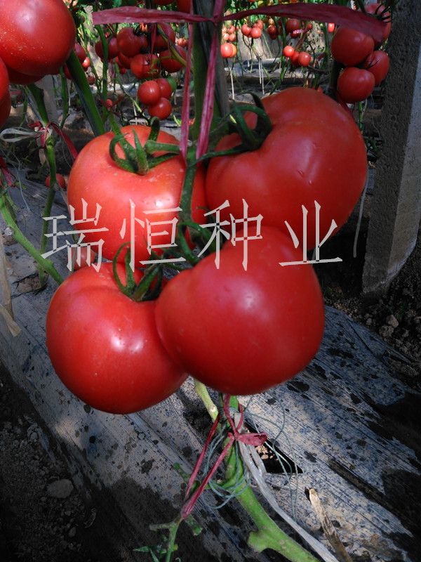愛國者