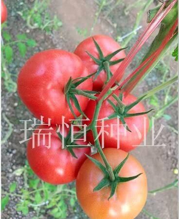 迅達(dá)1號