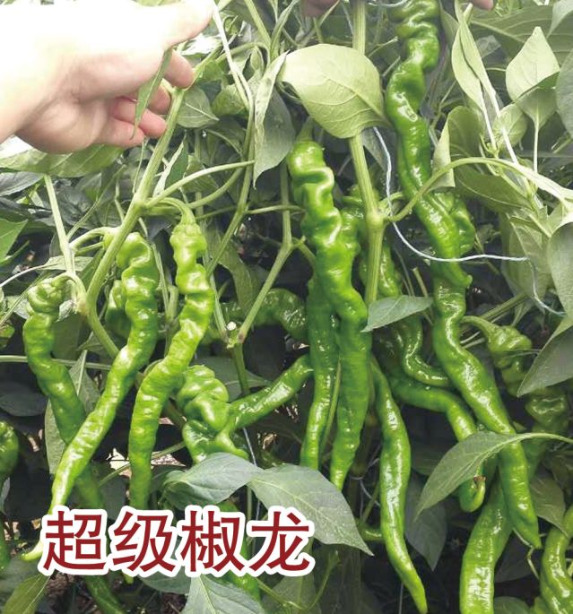超級椒龍
