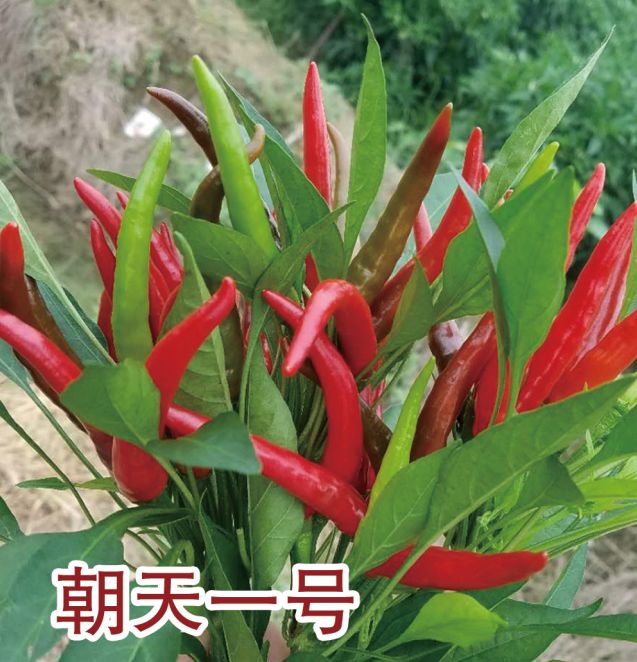 朝天一號