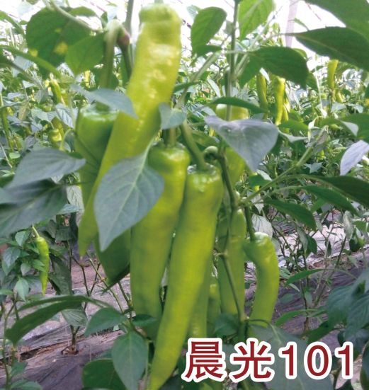 晨光101