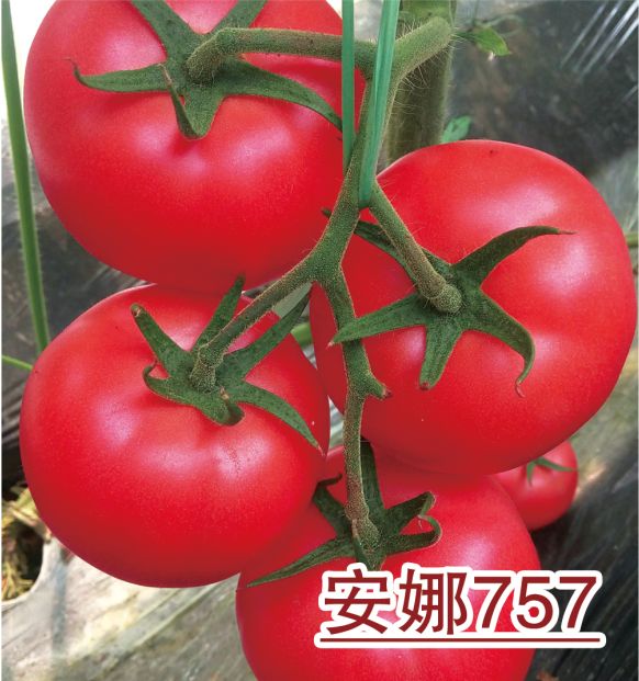 安娜757