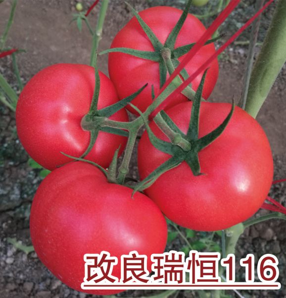 改良瑞恒116
