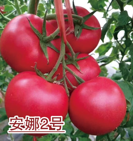 安娜2號