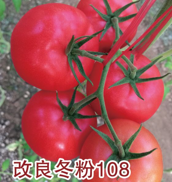 改良冬粉108
