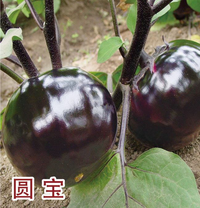 圓寶