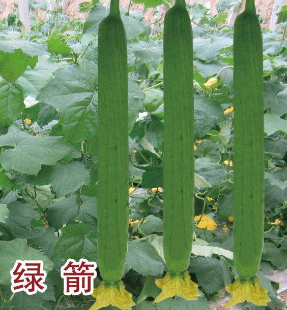 綠箭