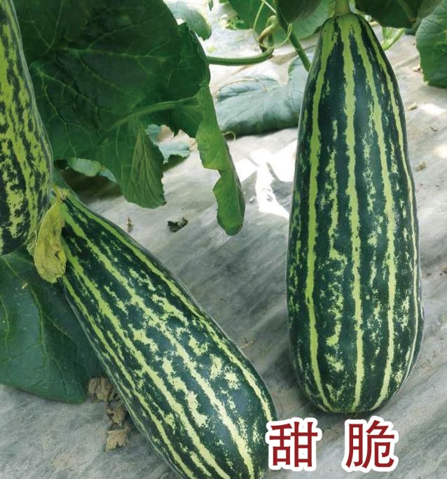 甜脆