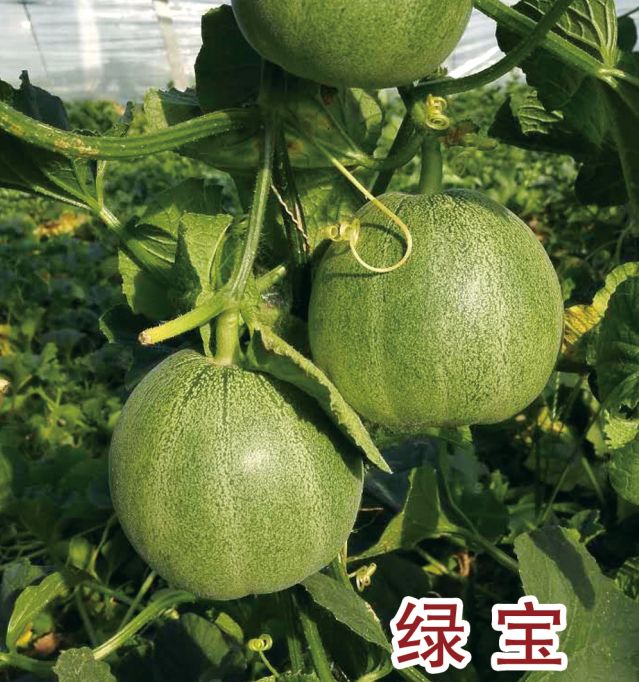 綠寶