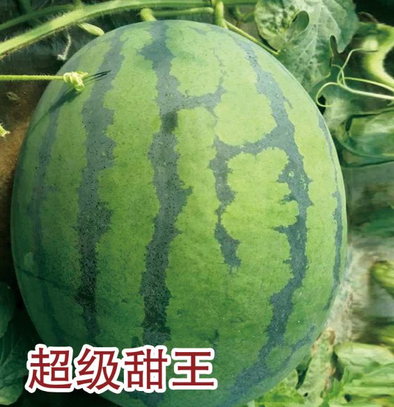 超級甜王