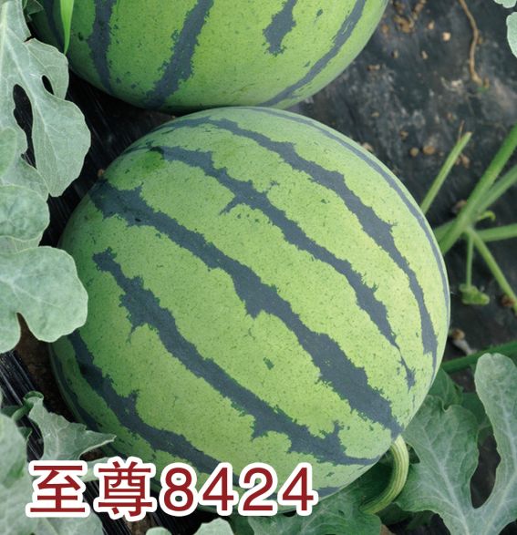 至尊8424