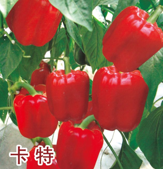卡特