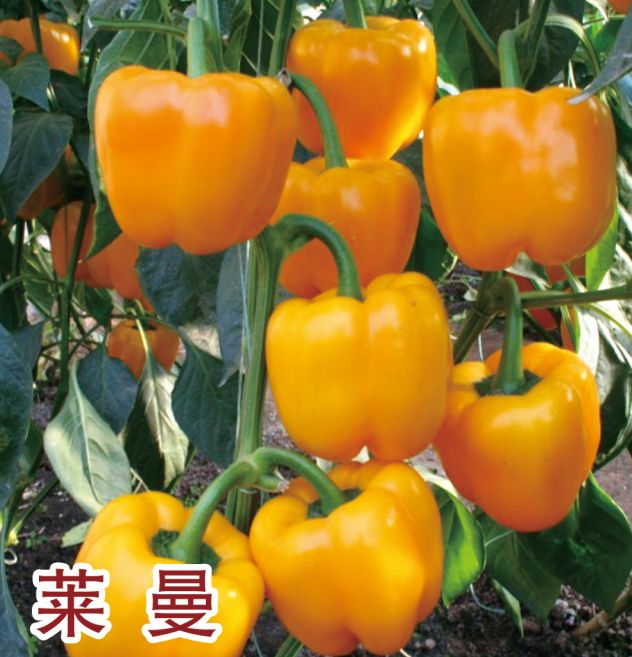 萊曼