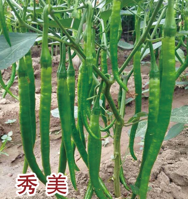 秀美